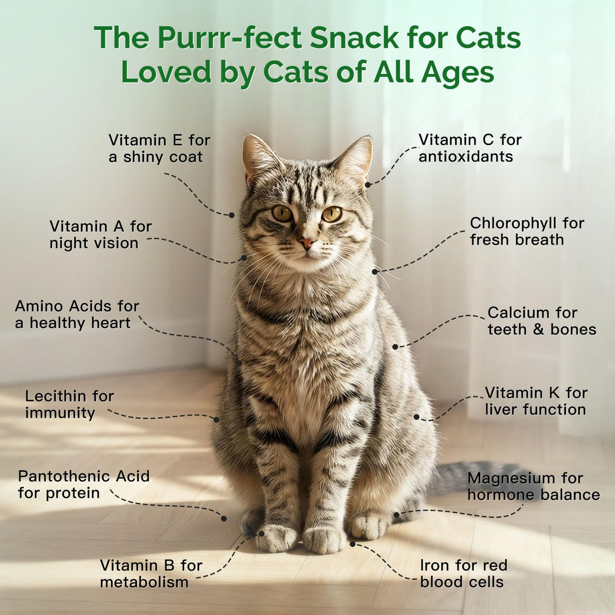4 Can Cat Grass Kit with Non-GMO Organic Wheat Seeds B8836