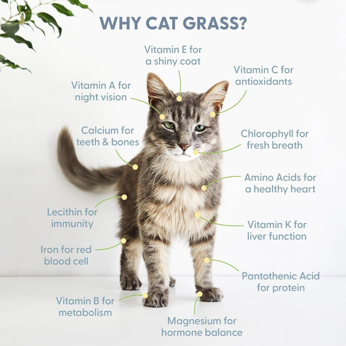 Cat Grass Growing Kit with Seed Mix, Soil and Two Planters J701055