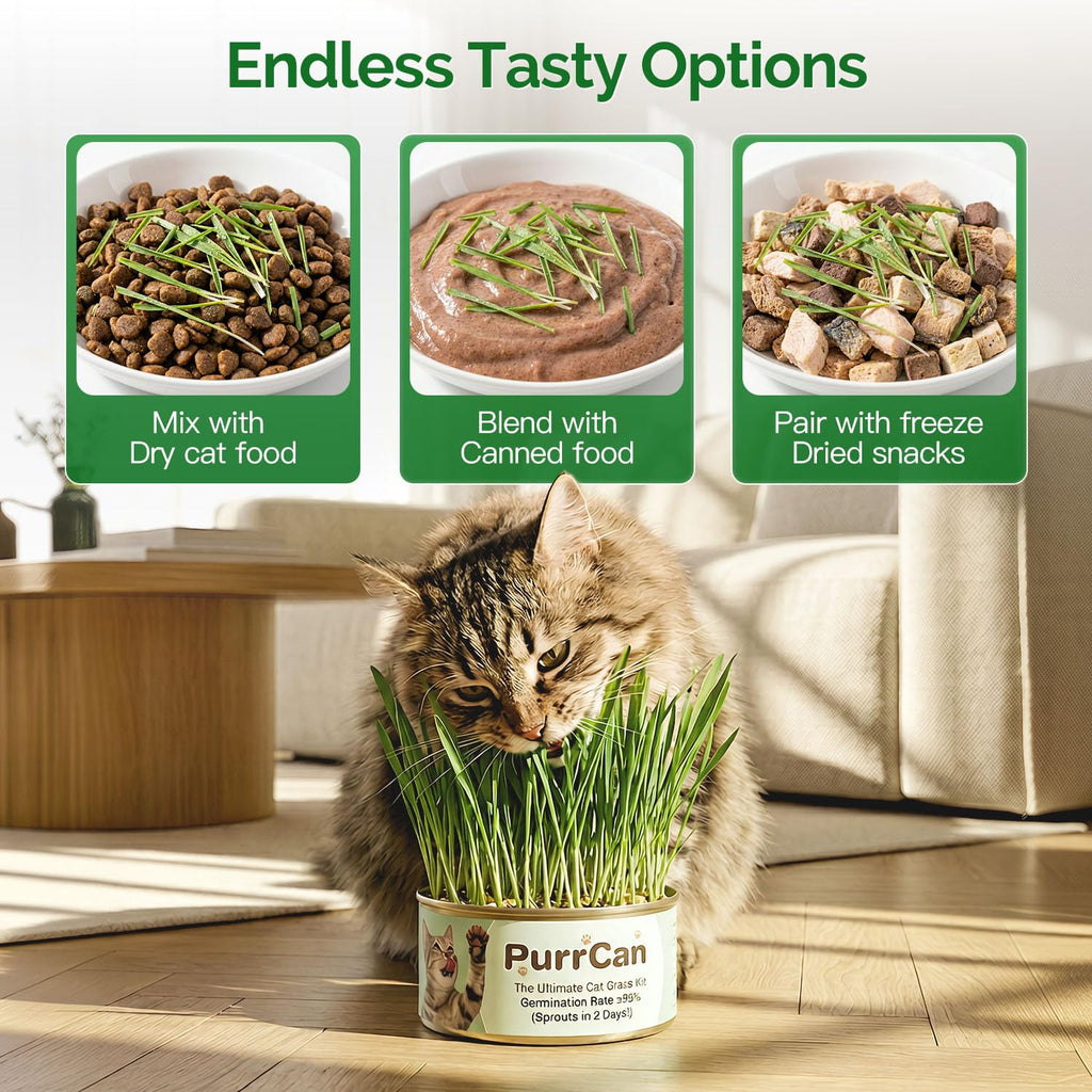 4 Can Cat Grass Kit with Non-GMO Organic Wheat Seeds B8836