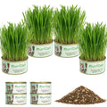 4 Can Cat Grass Kit with Non-GMO Organic Wheat Seeds B8836