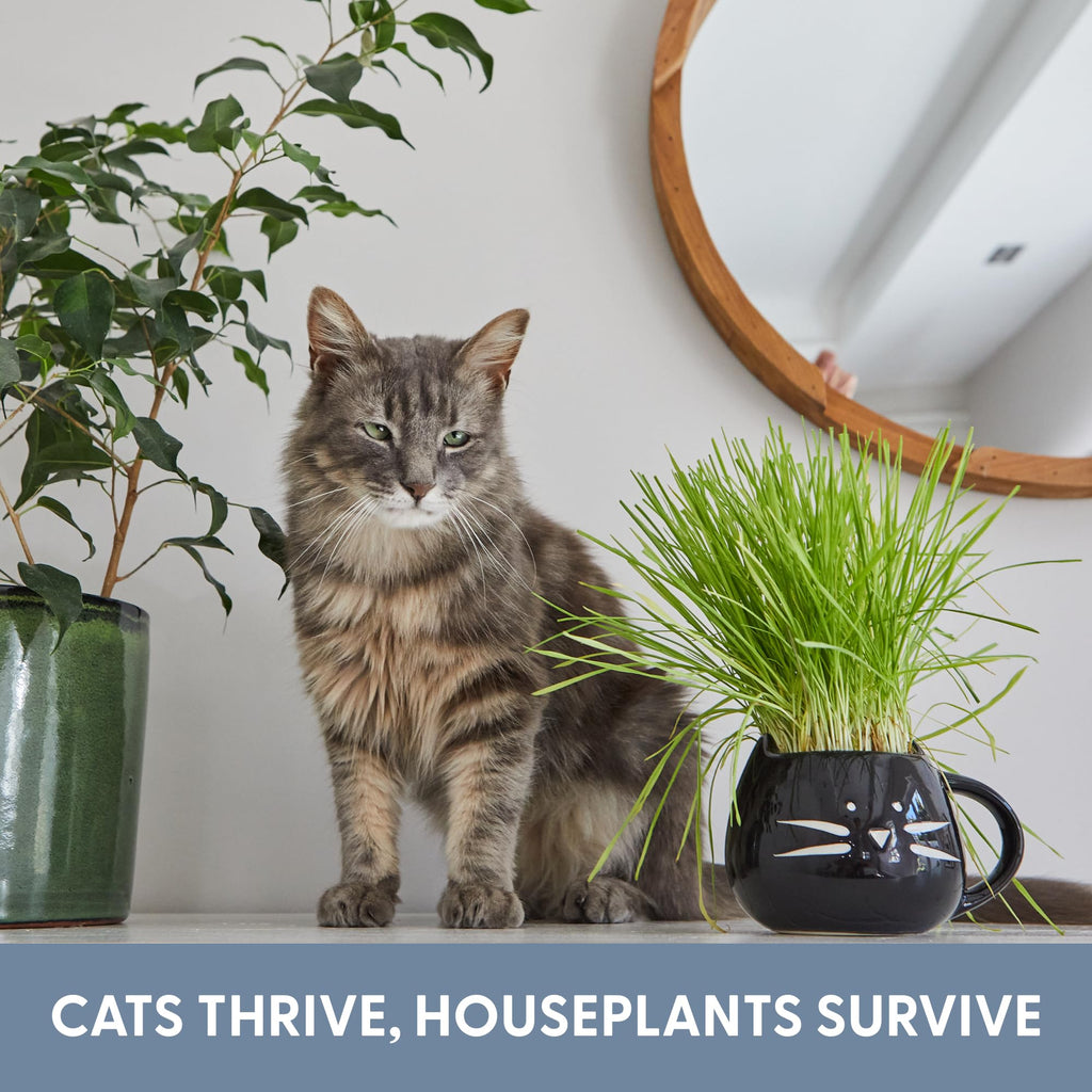 Cat Grass Growing Kit with Seed Mix, Soil and Two Planters J701055